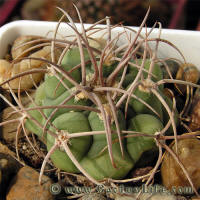 Gymnocalycium castellanosii STO206