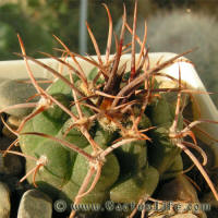 Gymnocalycium castellanosii var. armillatum HT97-244