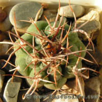 Gymnocalycium castellanosii var. armillatum HT97-244