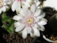 Gymnocalycium anisitsii