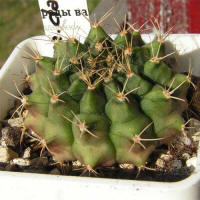 Gymnocalycium damsii