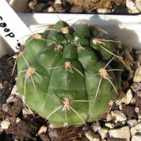 Gymnocalycium deeszianum