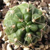 Gymnocalycium deeszianum