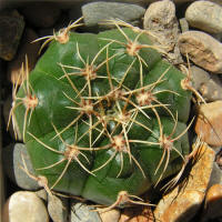 Gymnocalycium denudatum