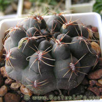 Gymnocalycium erolesii LB2308