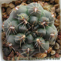 Gymnocalycium erolesii LB2308