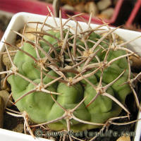 Gymnocalycium mostii ssp. ferocior GN395