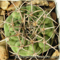 Gymnocalycium mostii ssp. ferocior GN395