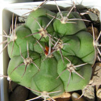 Gymnocalycium monvillei var. grandiflorum