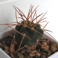 Gymnocalycium hossei P226