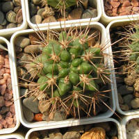 Gymnocalycium horridispinum GN384-1286