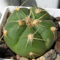 Gymnocalycium Horstii