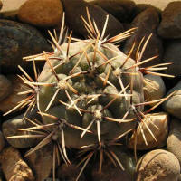 Gymnocalycium kieslingii f. castaneum