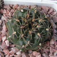 Gymnocalycium leptanthum