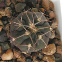 Gymnocalycium mazanense var. ferox P30A