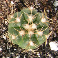 Gymnocalycium megalothelon