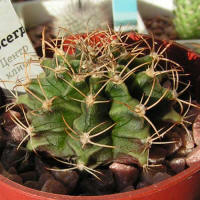 Gymnocalycium mihanovichii