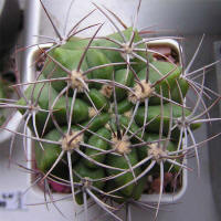 Gymnocalycium mostii GN99-1043/3699