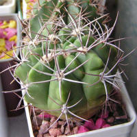 Gymnocalycium mostii GN99-1043/3699