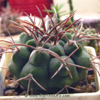 Gymnocalycium mostii ssp. ferocior GN395/1307