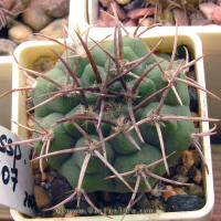 Gymnocalycium mostii ssp. ferocior GN395/1307