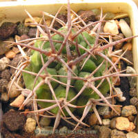 Gymnocalycium mostii ssp. ferocior STO866