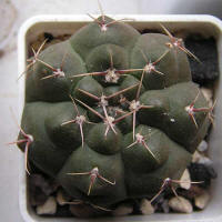 Gymnocalycium mucidum GN383-1281