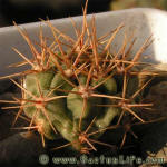 Gymnocalycium neuhuberi GN77-356