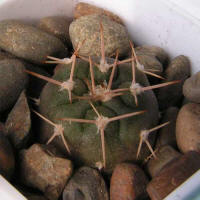 Gymnocalycium nidulans VG03-199