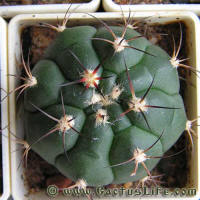 Gymnocalycium pflanzii