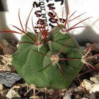 Gymnocalycium pflanzii v.argentinense JO165