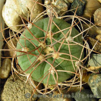 Gymnocalycium mazanense var. polycephalum GN611/2439