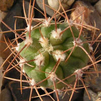 Gymnocalycium mazanense var. polycephalum P223