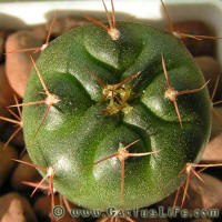 Gymnocalycium rhodantherum VG05-219