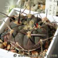 Gymnocalycium riojense ssp. piltziorum P 38