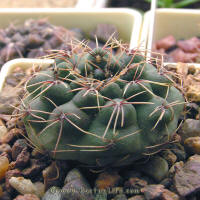 Gymnocalycium rosae GN1029/3613