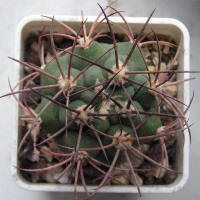 Gymnocalycium saglione longispinum