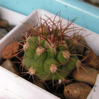 Gymnocalycium saglionis GN99-1004-3492