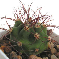 Gymnocalycium saglionis VG05-202