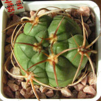 Gymnocalycium schuetzianum