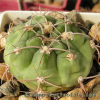 Gymnocalycium schuetzianum FR430