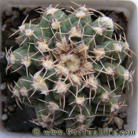 Gymnocalycium stellatum P202