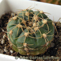 Gymnocalycium uruguayense Gf271