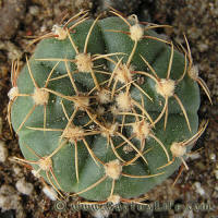 Gymnocalycium uruguayense Gf271