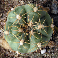 Gymnocalycium uruguayense Gf491