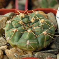 Gymnocalycium uruguayense MM423