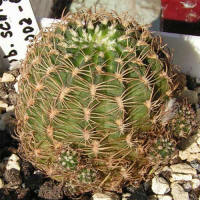 Lobivia schieliana