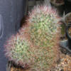 Mamillaria Bocasana