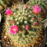 Mammillaria rekoi ssp. aureispina