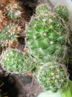 Mamillaria Gracilis